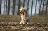 PTIT BASSET GRIFFON V.  052